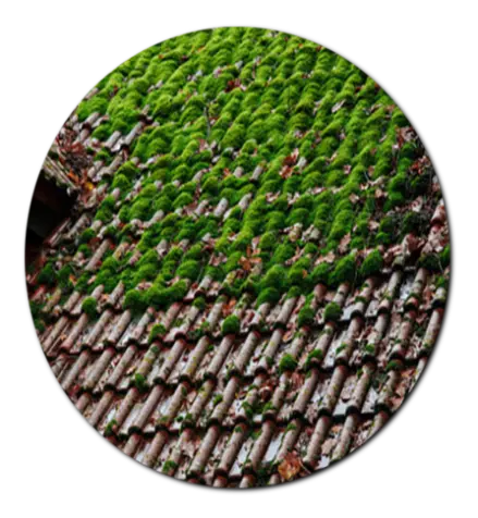 Société de toiture 33910 SAINT-DENIS-DE-PILE Gironde